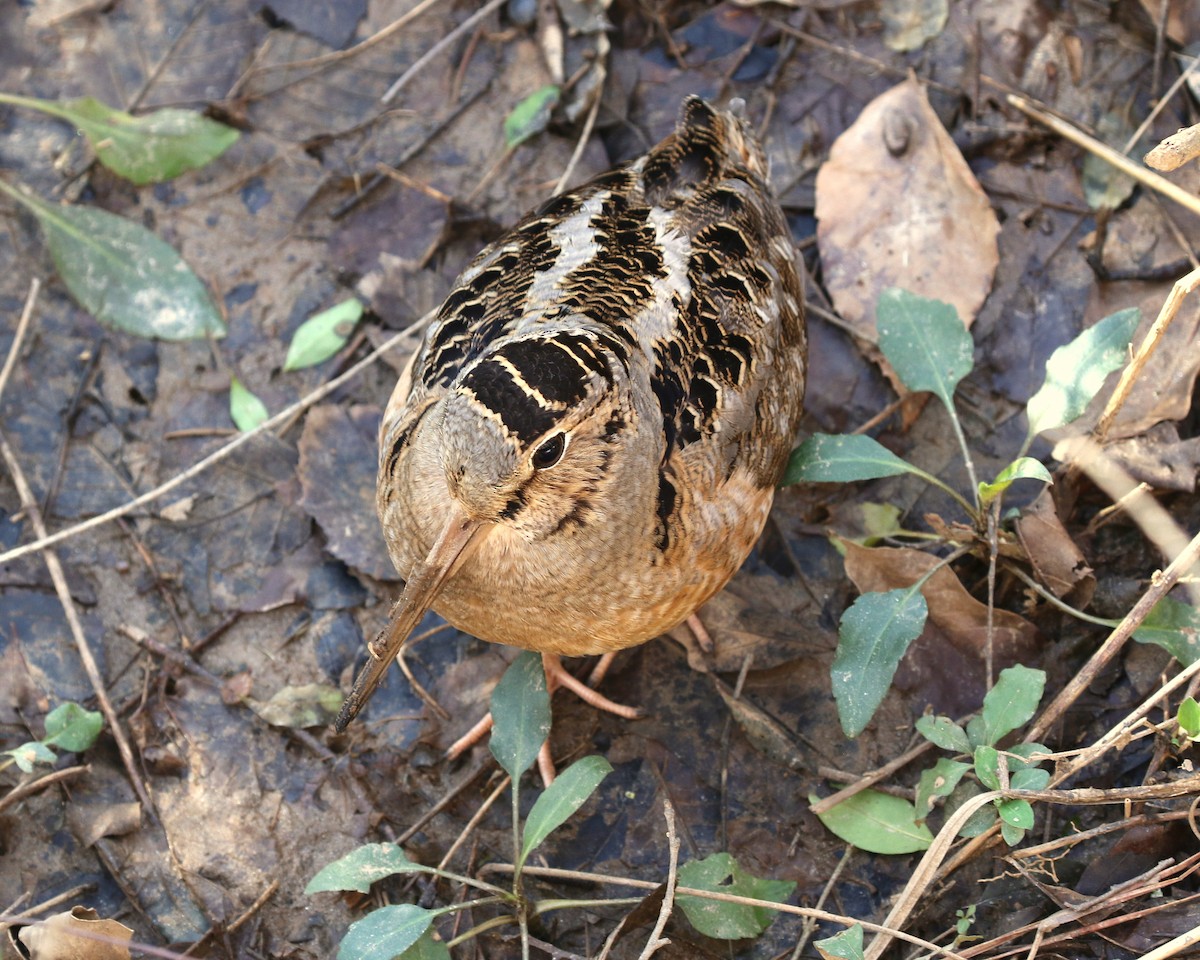 American Woodcock - ML341331401