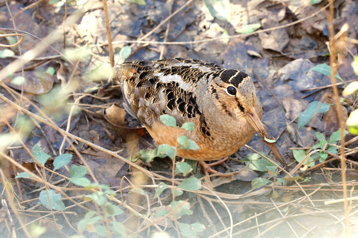 American Woodcock - ML341331621