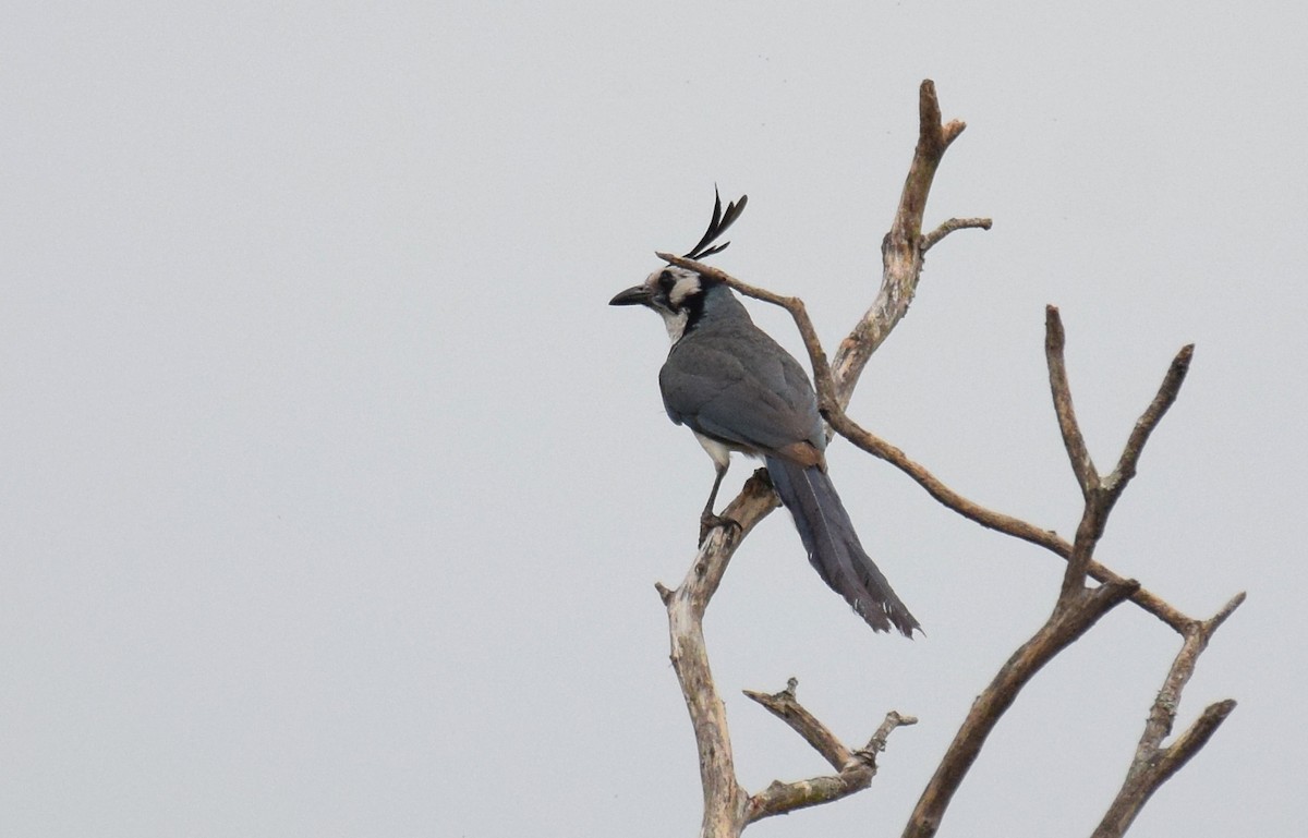 Black-throated x White-throated Magpie-Jay (hybrid) - ML341331831