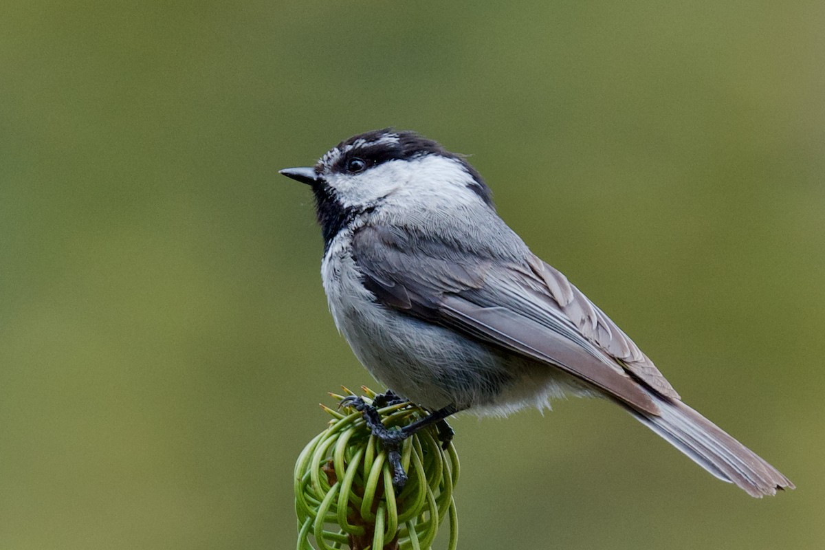 Mountain Chickadee - ML341332051