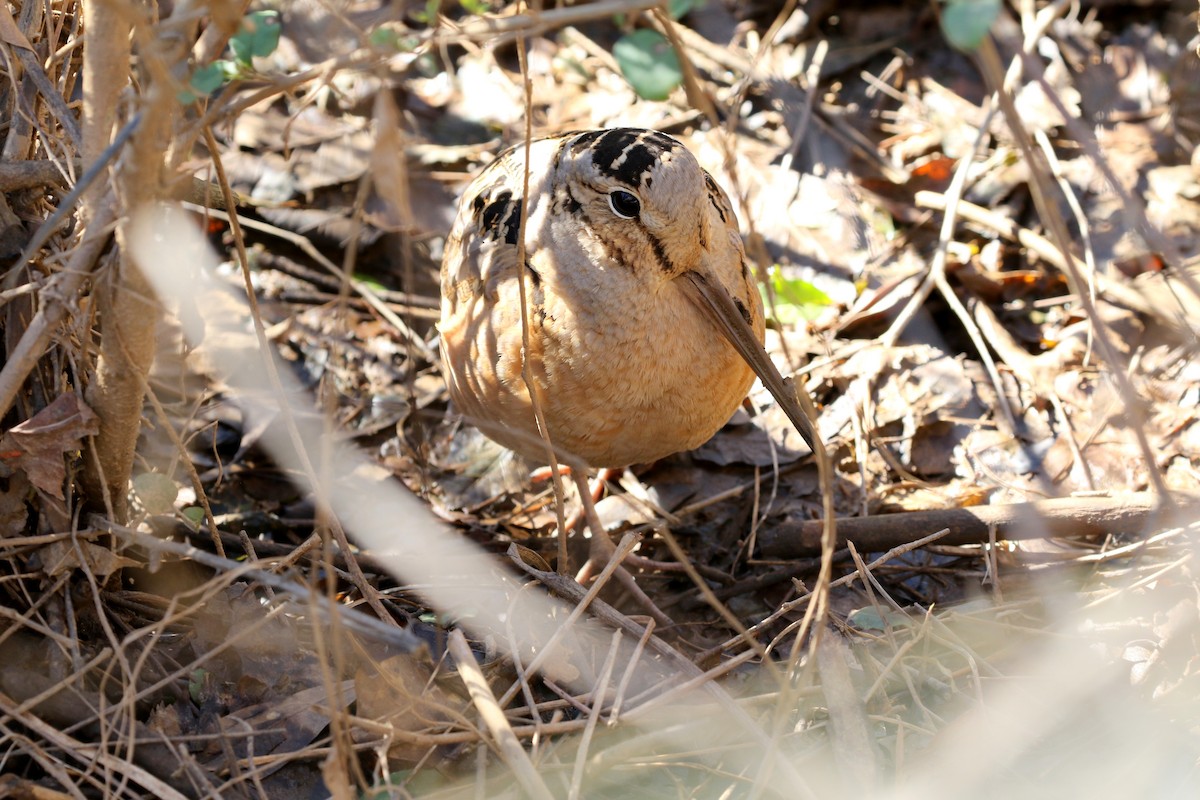 American Woodcock - ML341332261