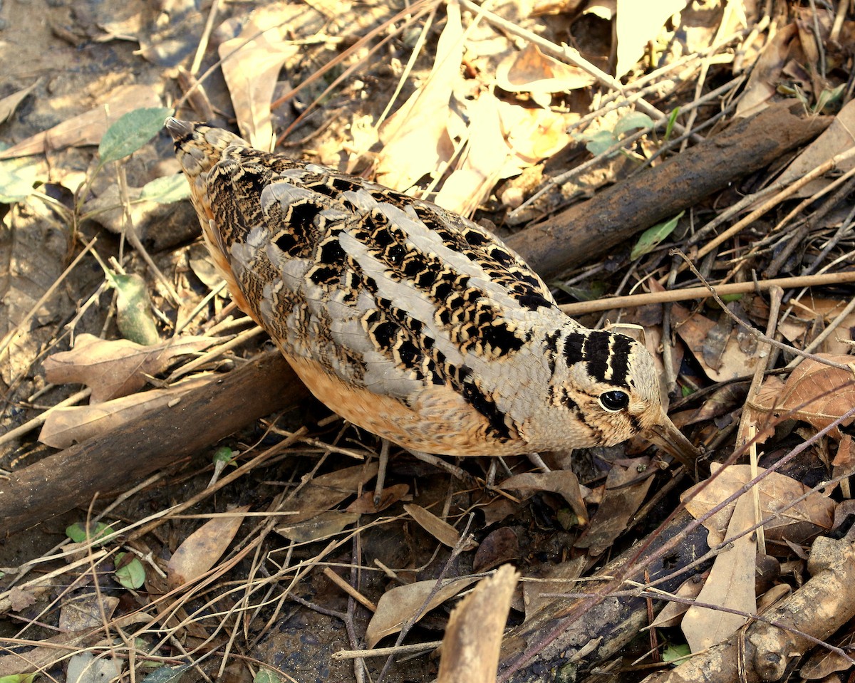 American Woodcock - ML341332661