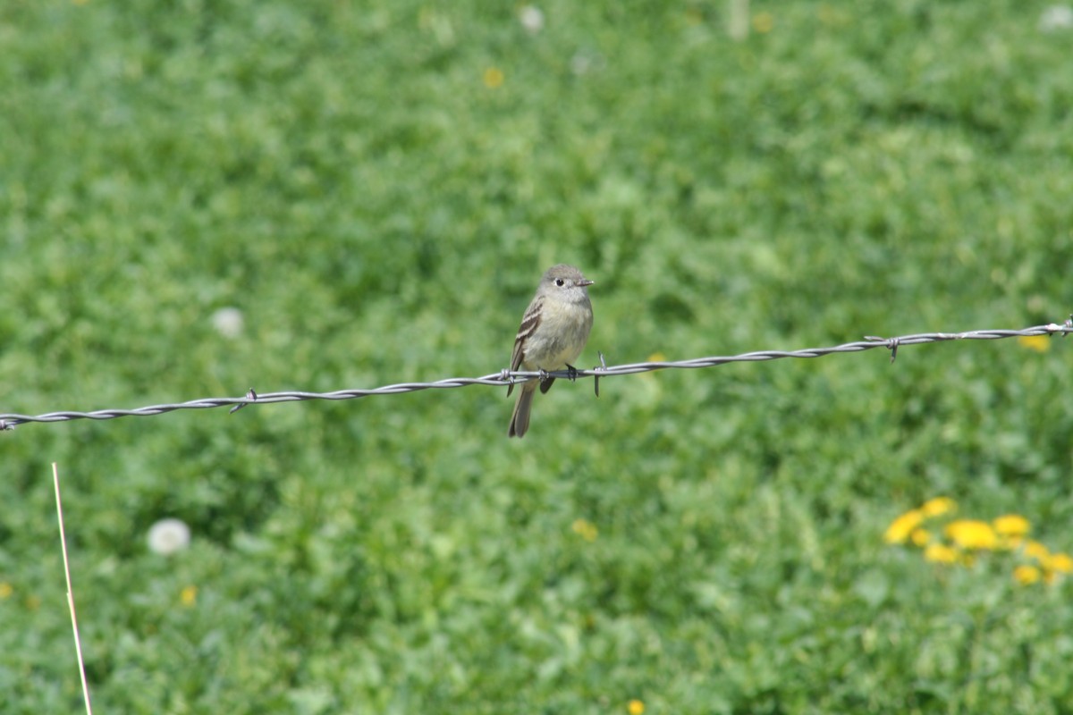 Hammond's Flycatcher - Hilary Turner