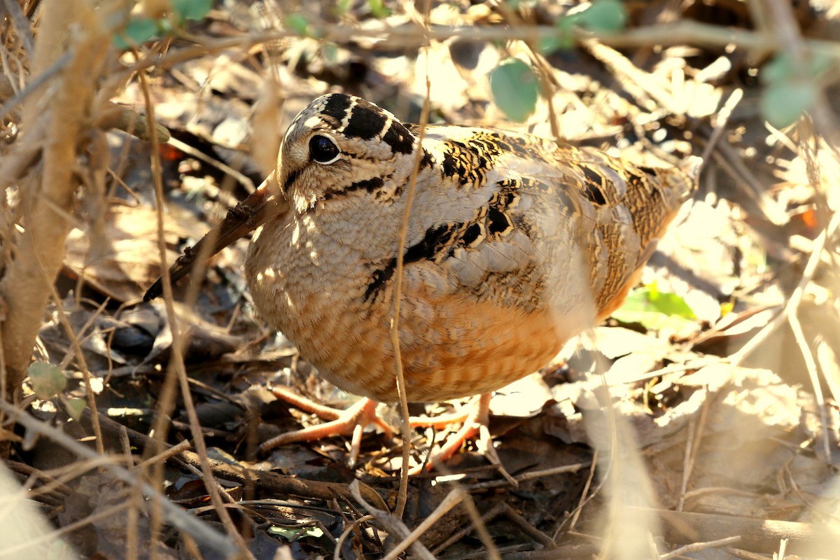 American Woodcock - ML341333291