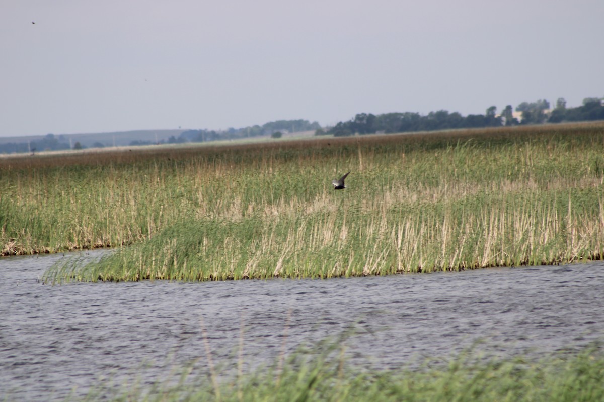 Black Tern - Logan Smith