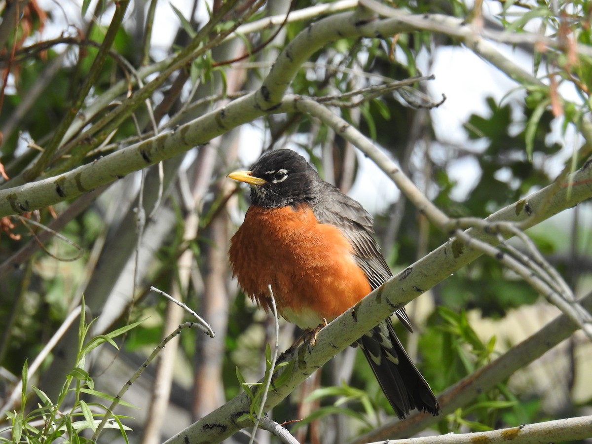 American Robin - ML341334441