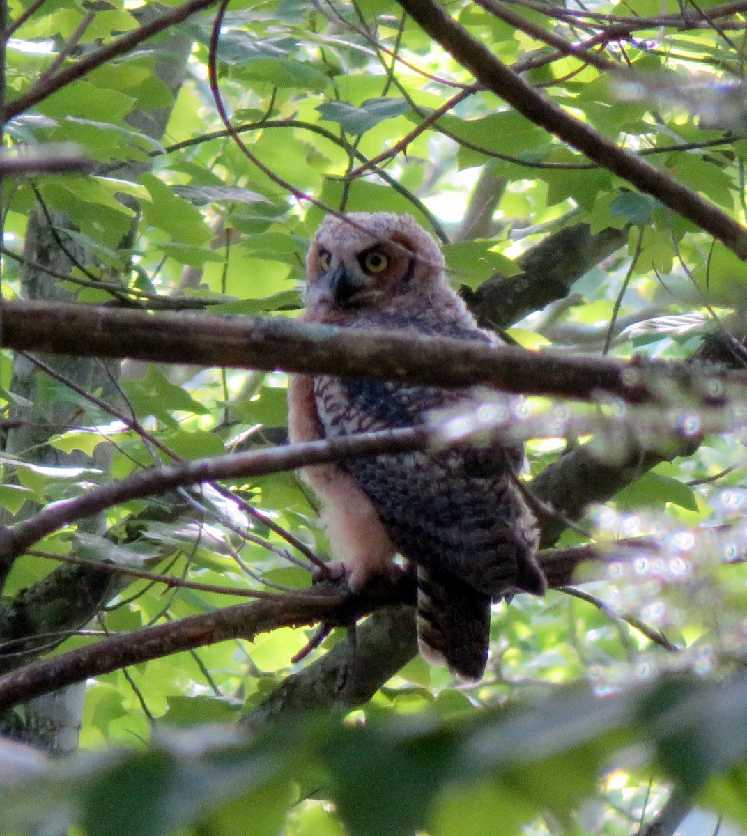 Great Horned Owl - ML341334811