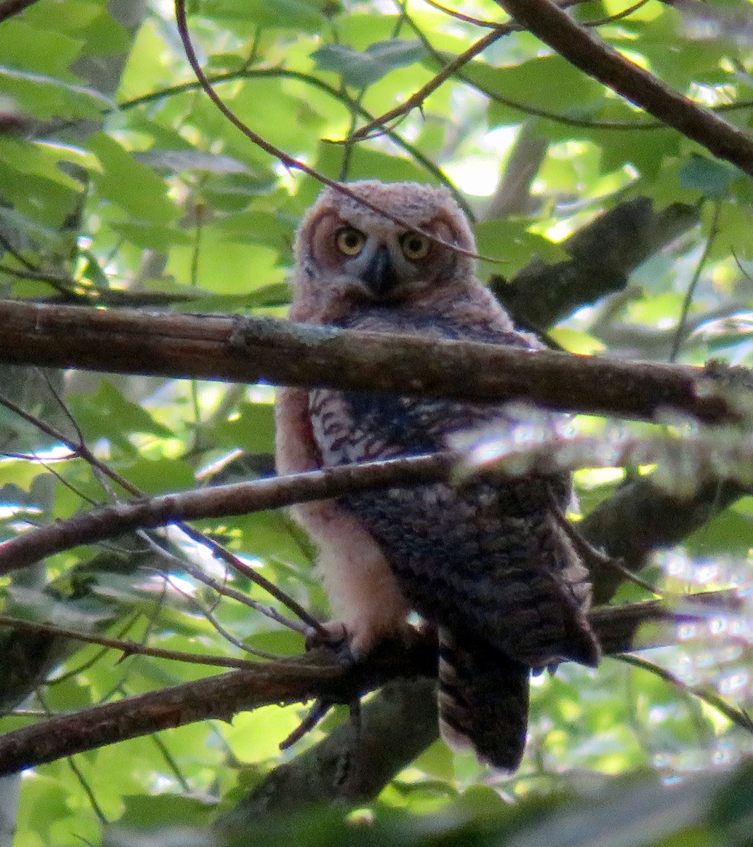 Great Horned Owl - ML341334871