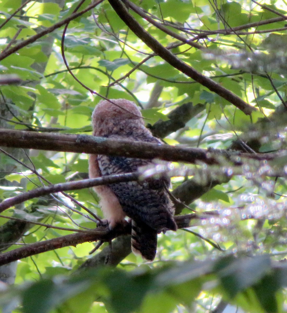 Great Horned Owl - ML341334881