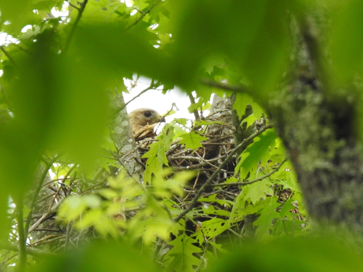 Red-shouldered Hawk - ML341335641