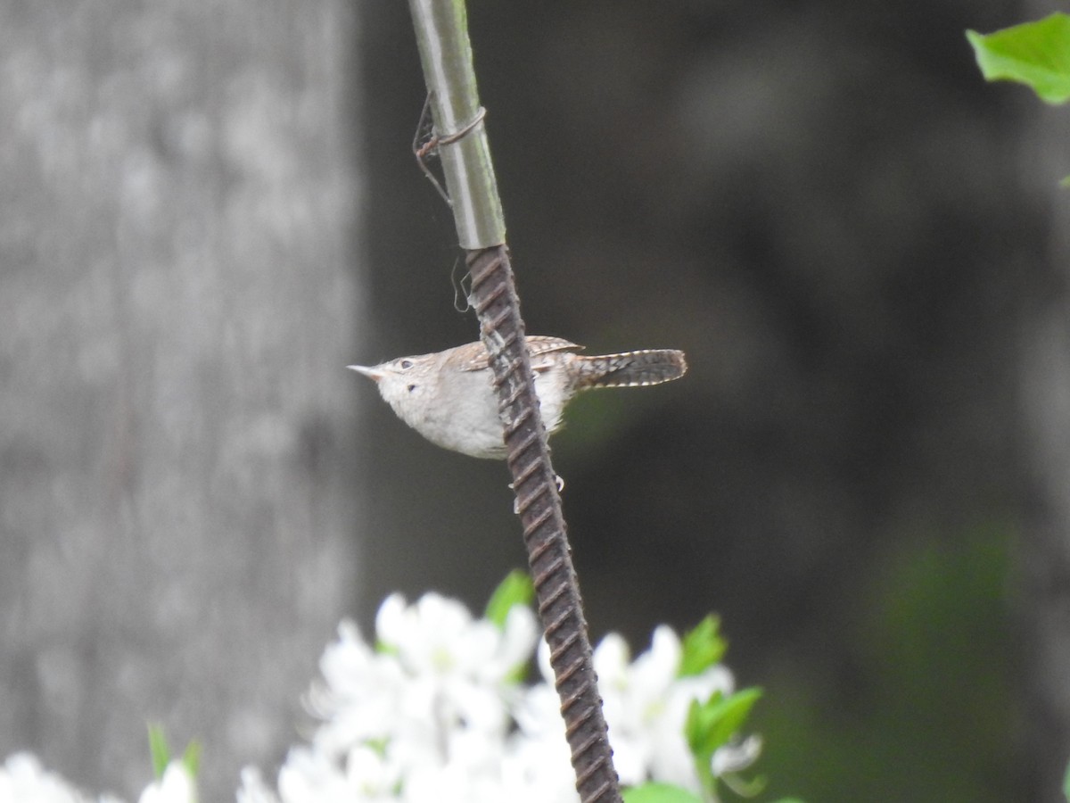 House Wren - ML341335761