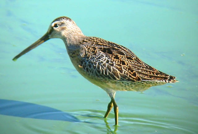 Short-billed Dowitcher - ML34133651