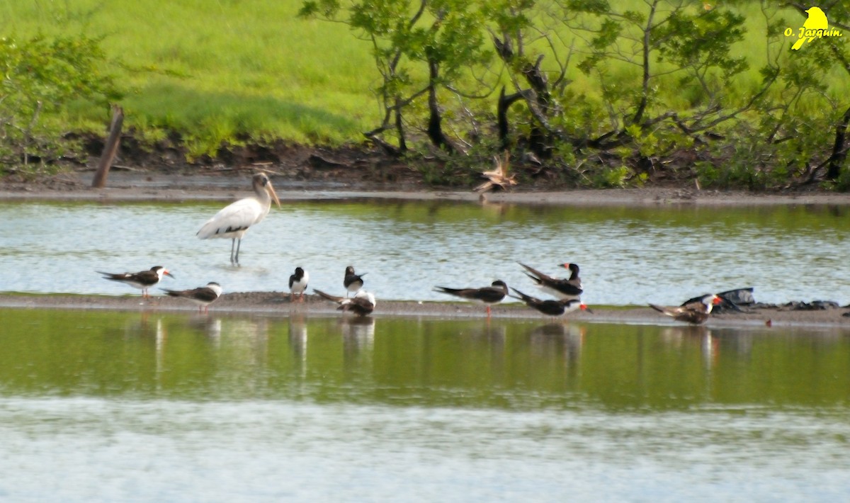 Wood Stork - ML34133661