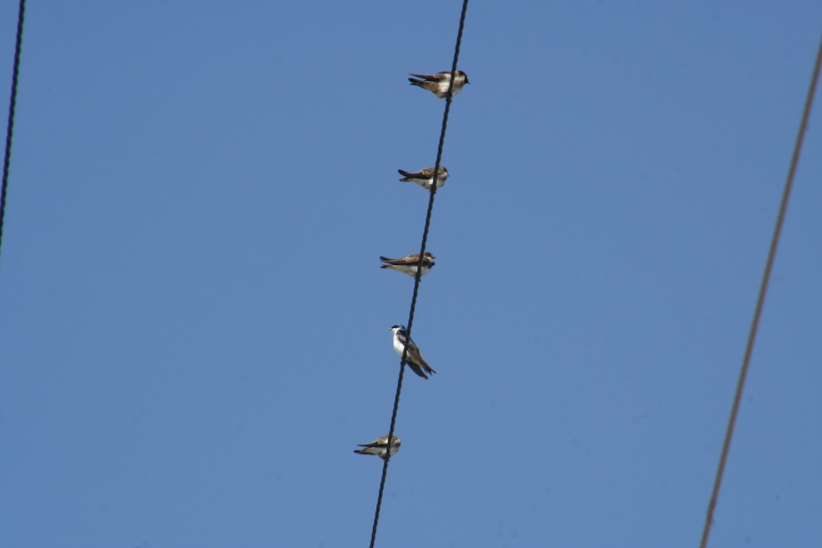 sandsvale - ML341336841