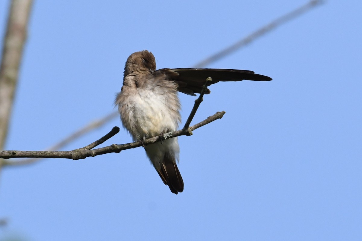 Northern Rough-winged Swallow - ML341338621