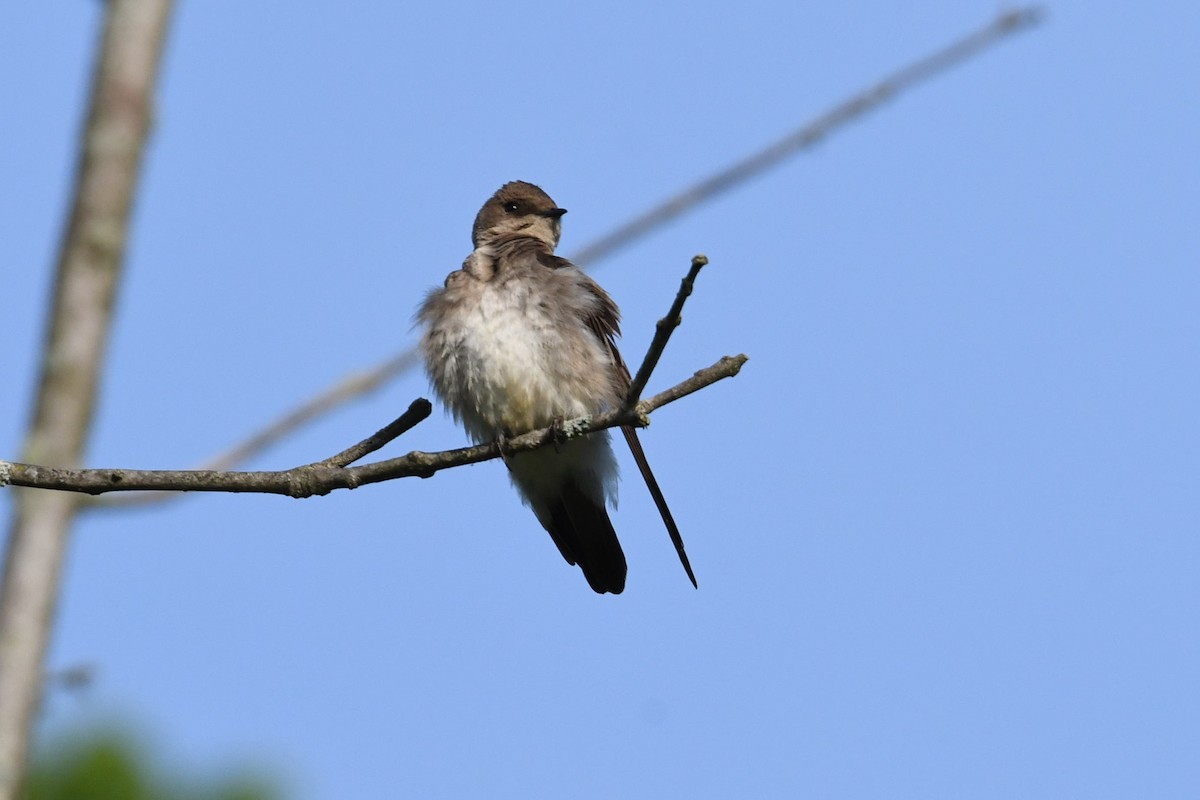 Northern Rough-winged Swallow - ML341338641