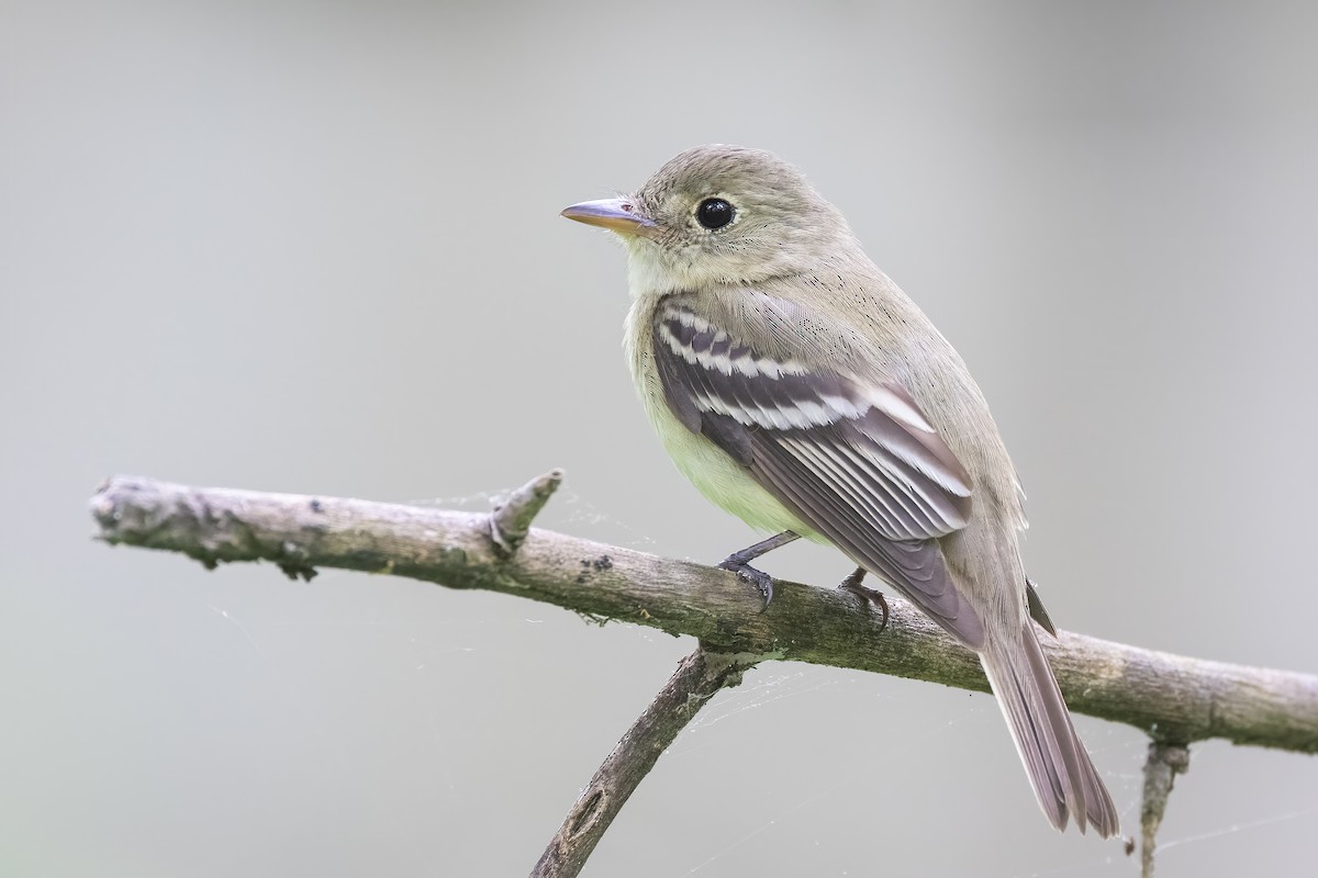 Acadian Flycatcher - ML341339381