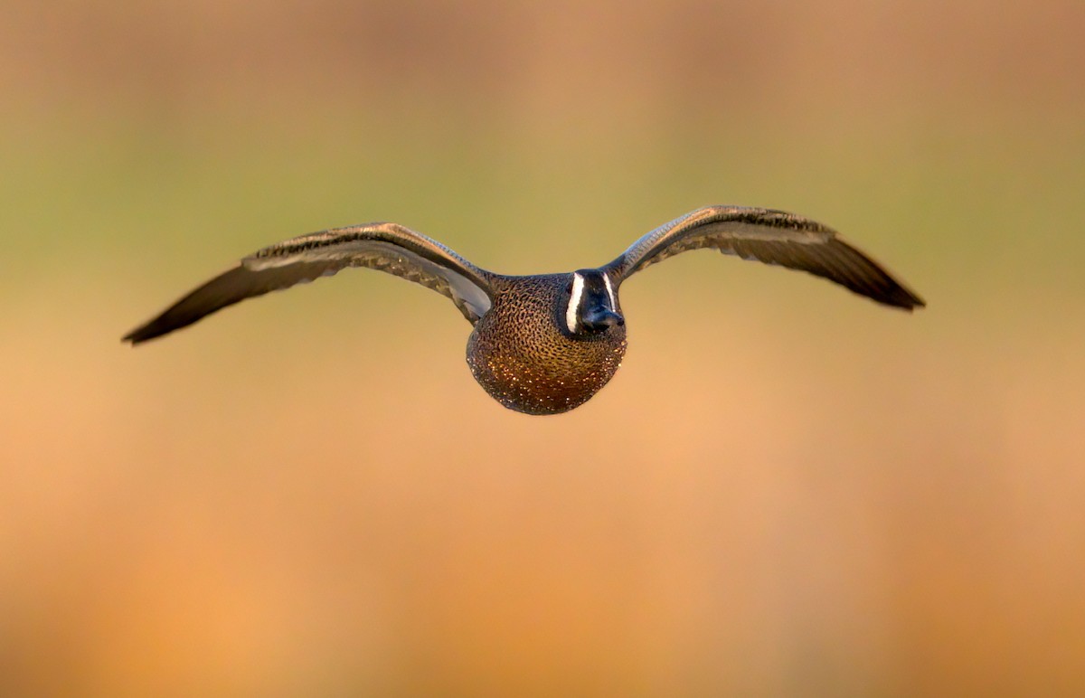 Blue-winged Teal - ML341339411