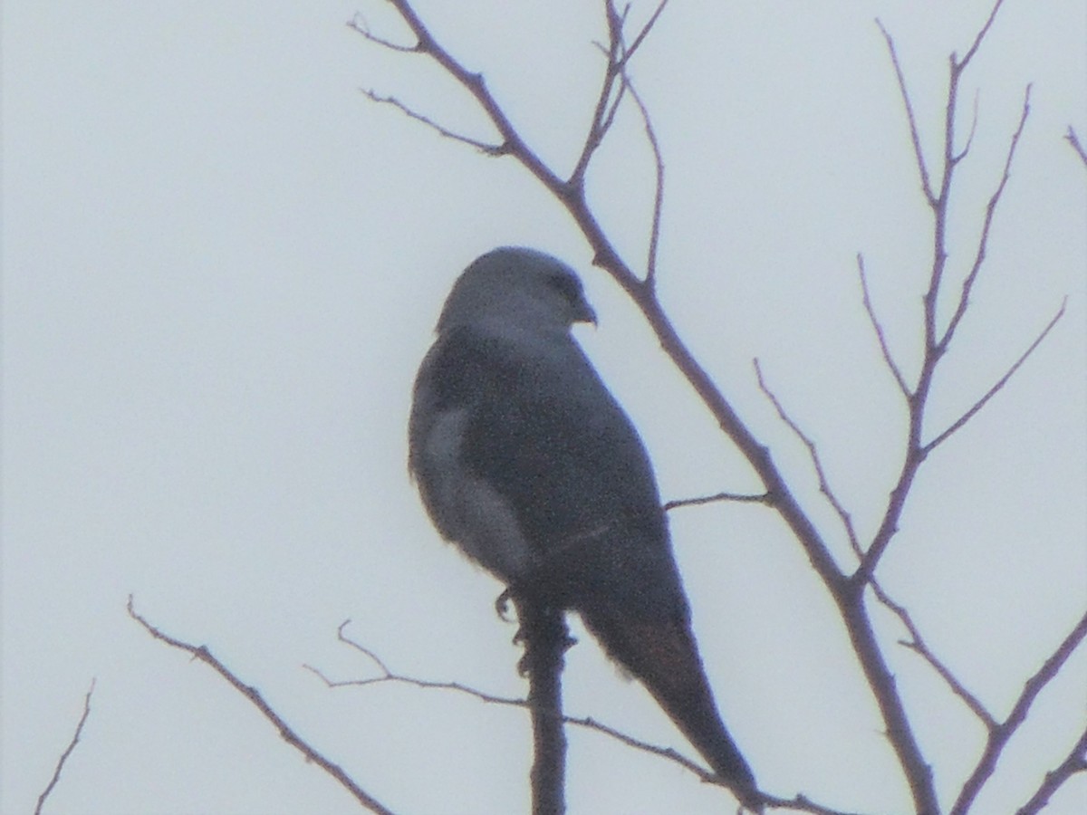 Plumbeous Kite - ML341339641