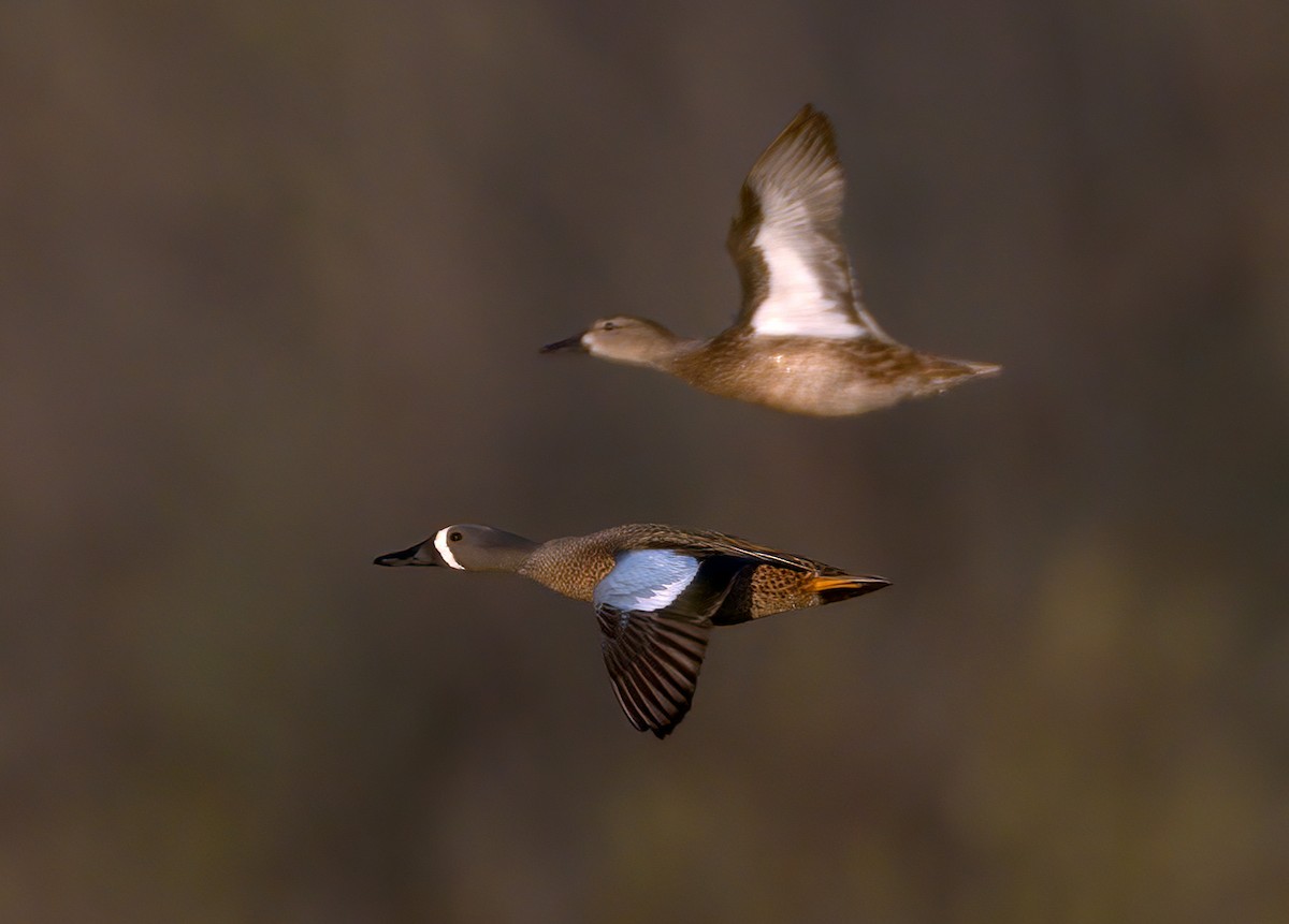 Blue-winged Teal - ML341339651