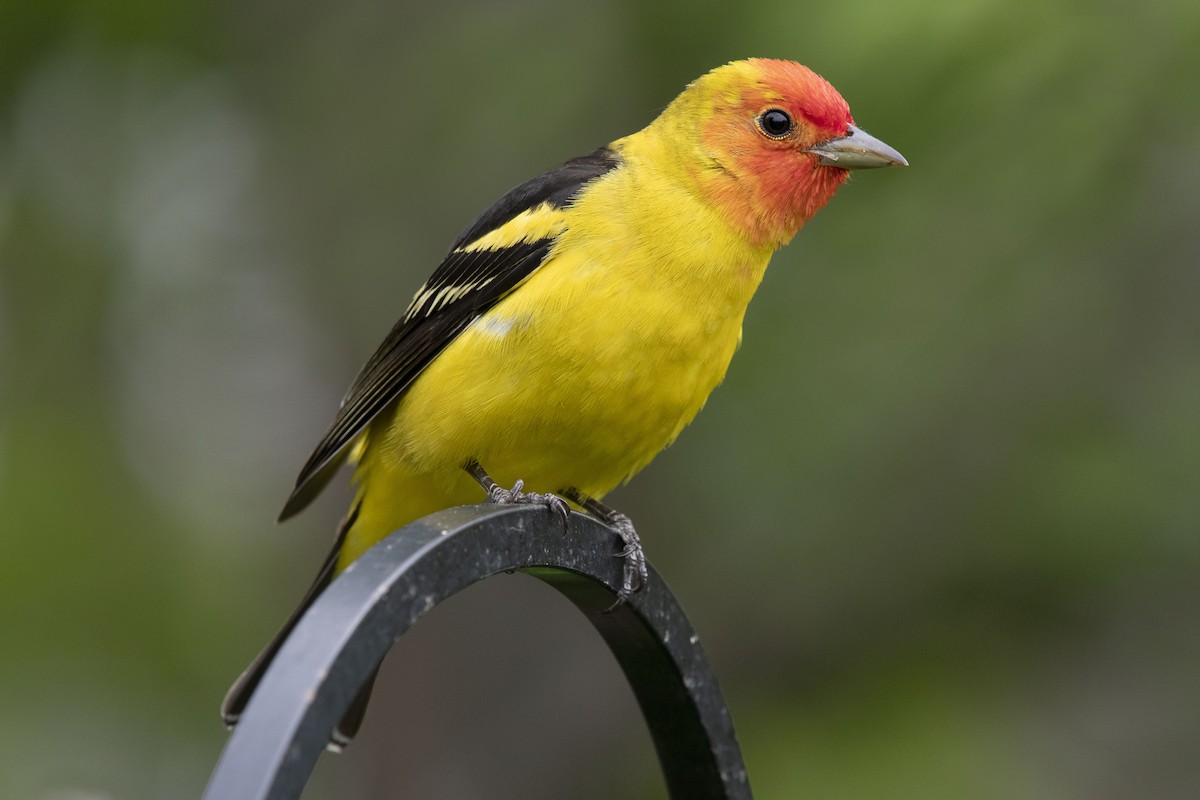 Western Tanager - ML341342471