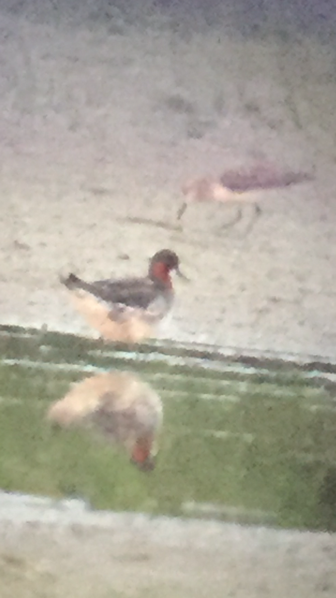 lyskonoh úzkozobý - ML341342961