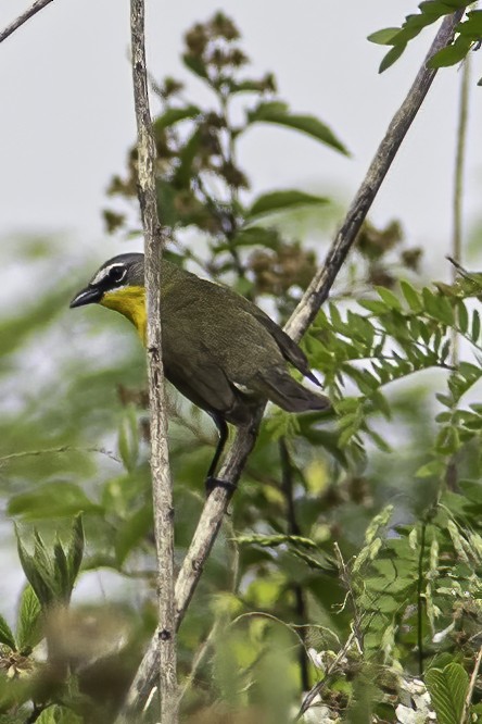 Yellow-breasted Chat - ML341343521