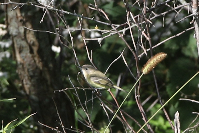 Bell's Vireo - ML34134431