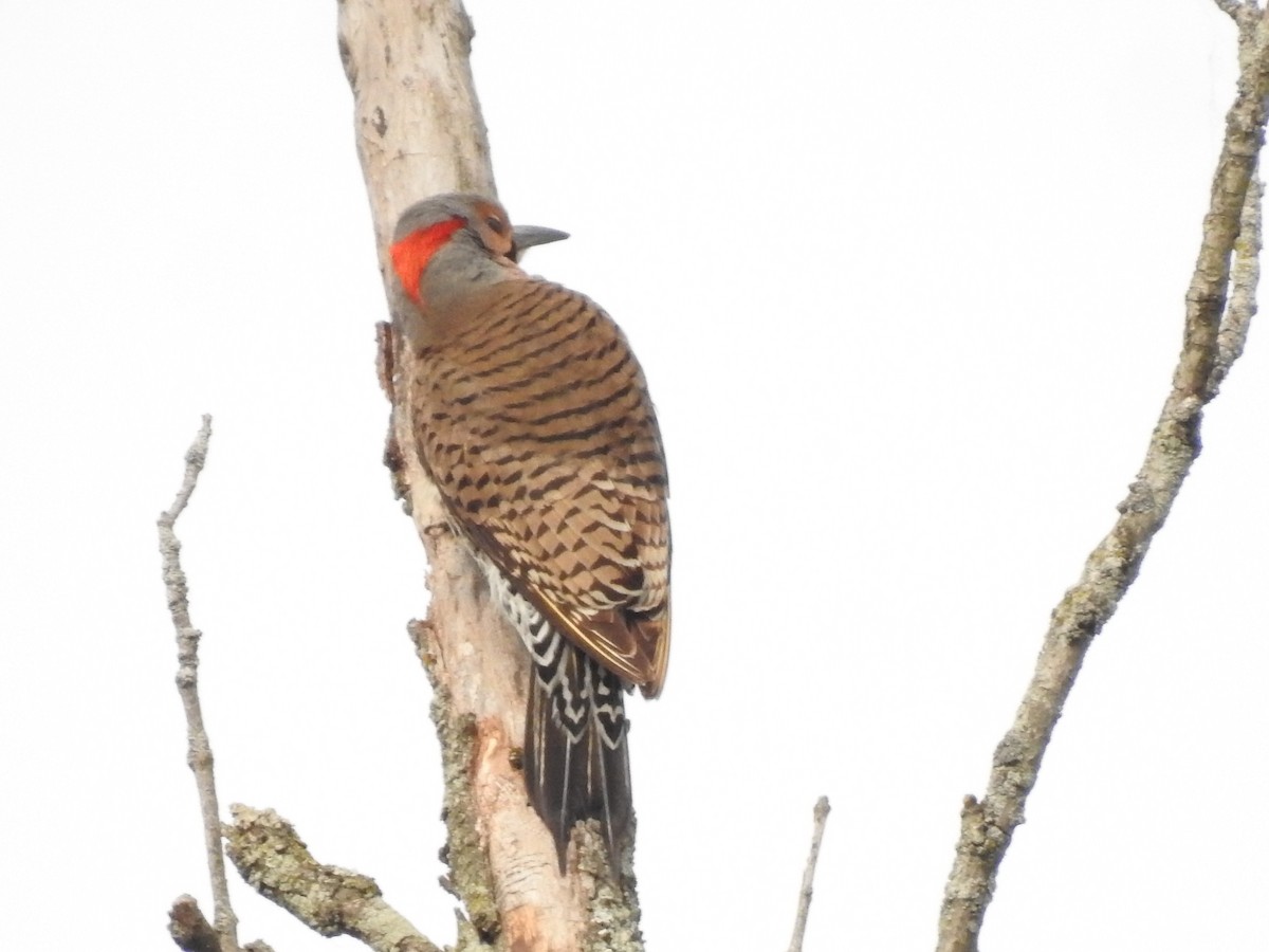 Northern Flicker - ML341346851