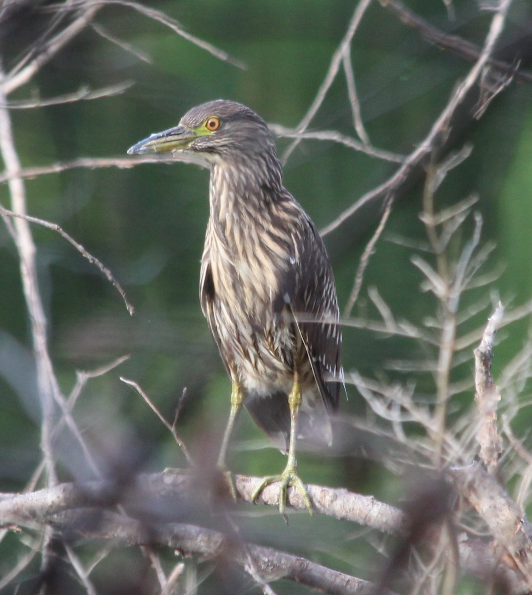 Black-crowned Night Heron - ML34134851