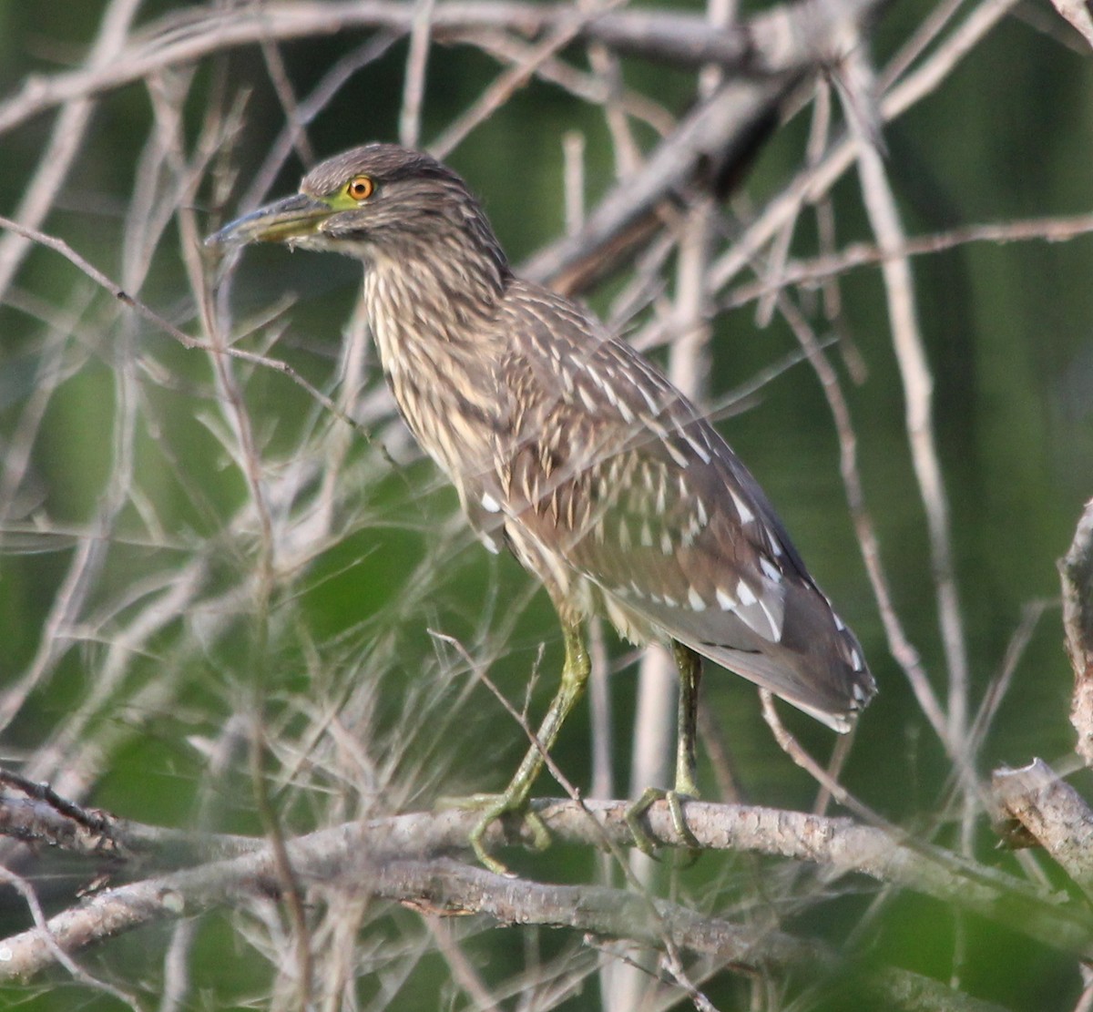 Black-crowned Night Heron - kevin dougherty