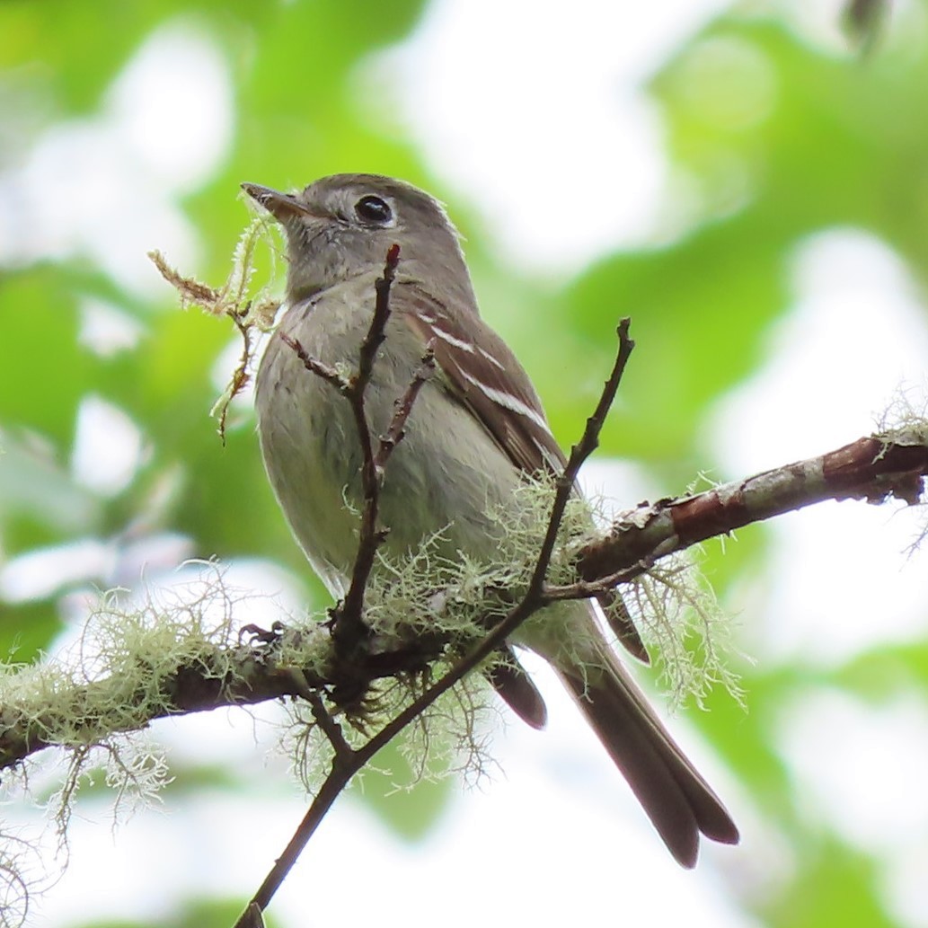 Hammond's Flycatcher - Emily Larson