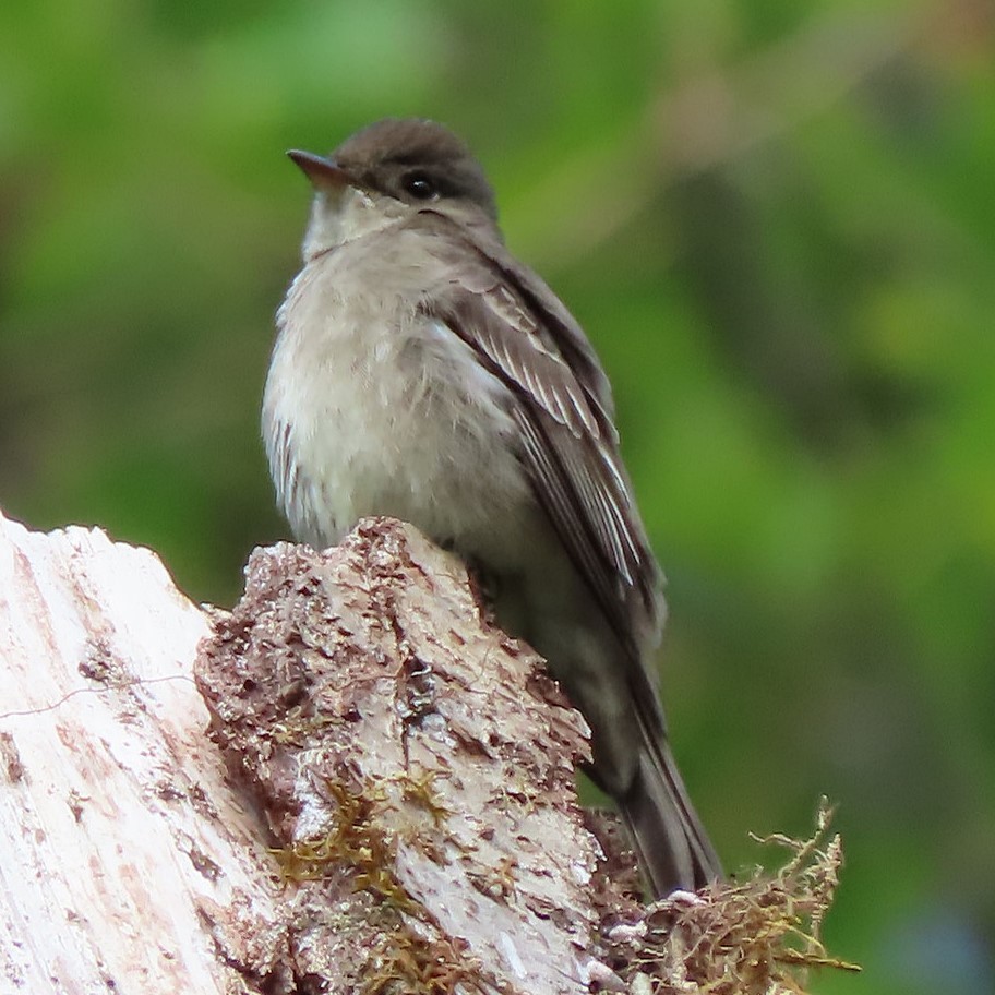 Western Wood-Pewee - Emily Larson