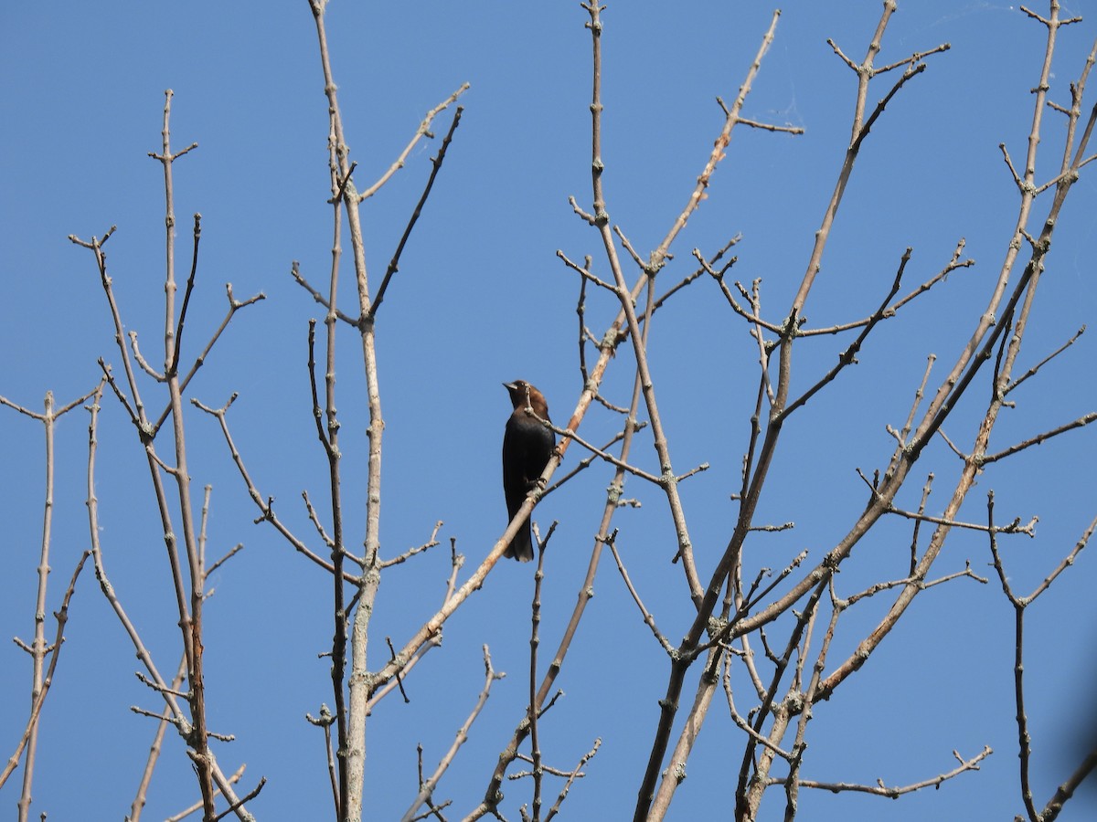 Brown-headed Cowbird - ML341350211