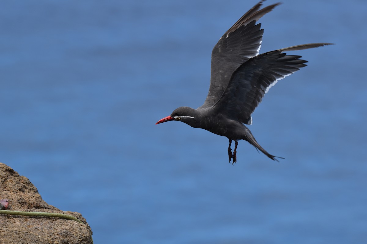 Inca Tern - T Norris