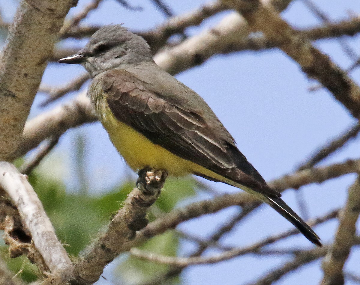 Western Kingbird - ML341351681