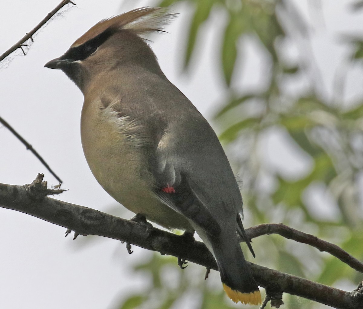 Cedar Waxwing - ML341352251