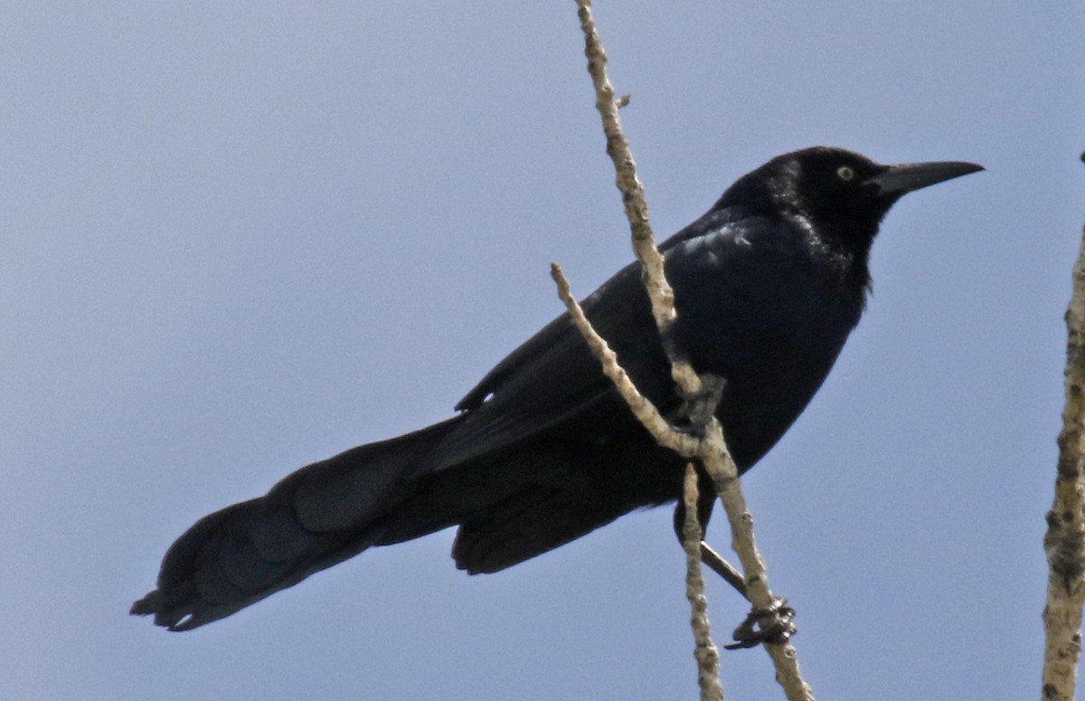 Great-tailed Grackle - ML341354191