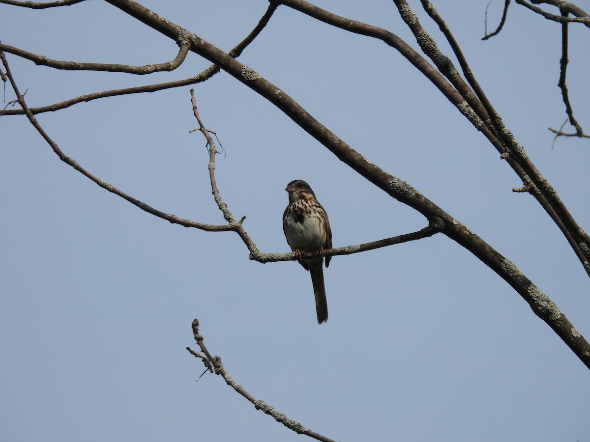 Song Sparrow - ML341354551