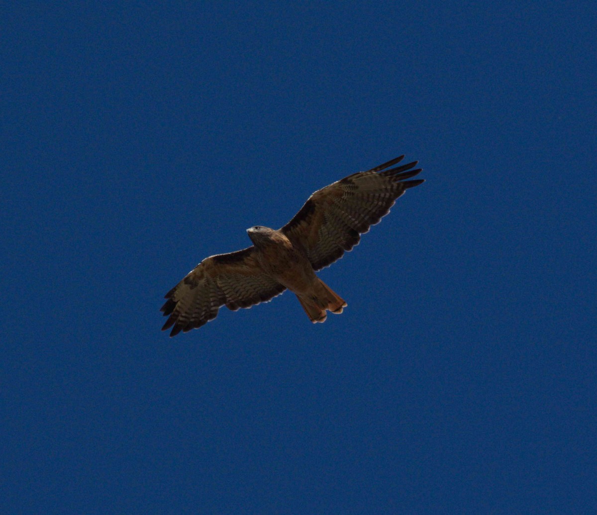 Red-tailed Hawk - DAB DAB