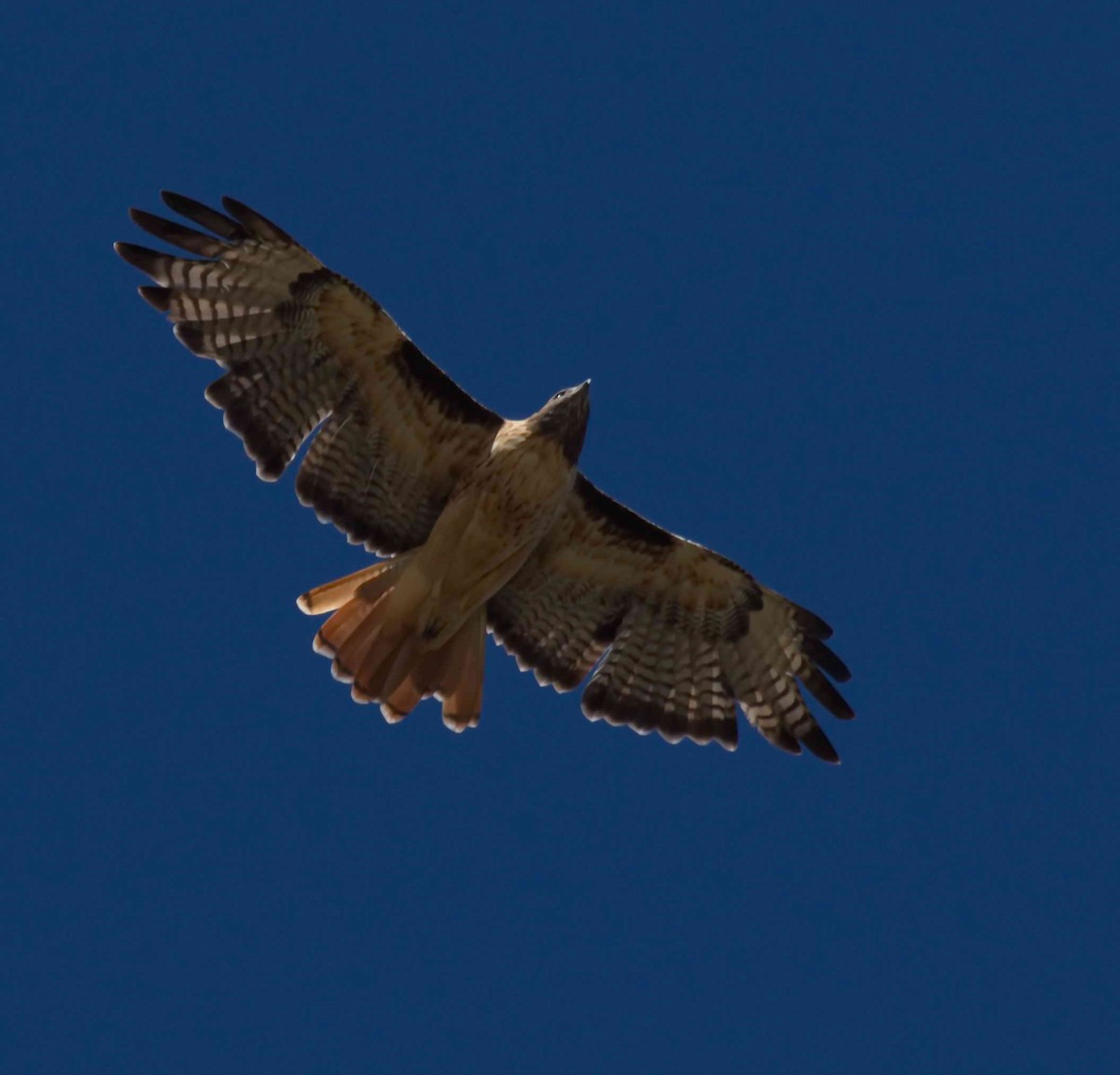 Red-tailed Hawk - DAB DAB