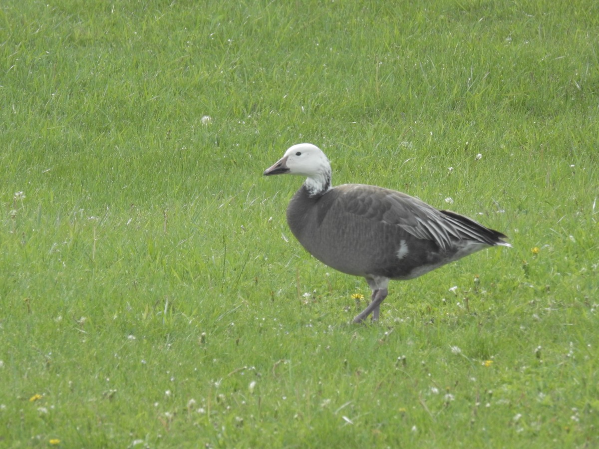 husa sněžní - ML341358961