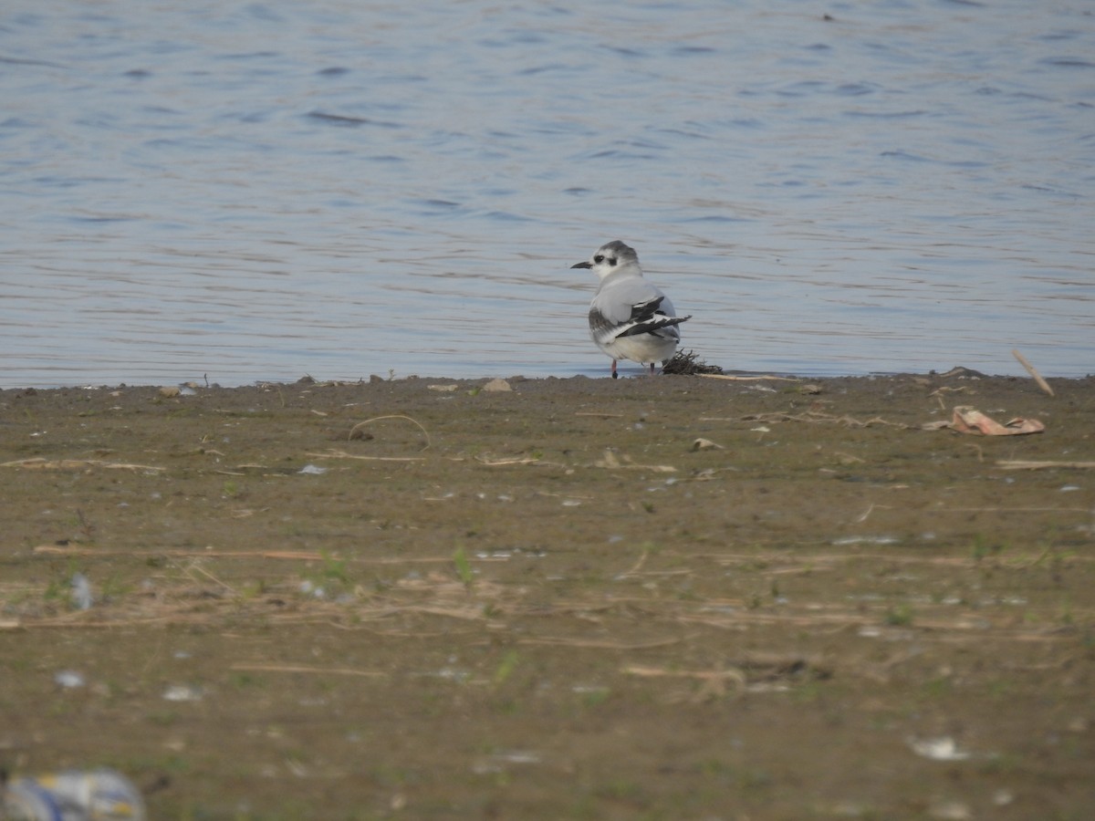 Mouette pygmée - ML341359221