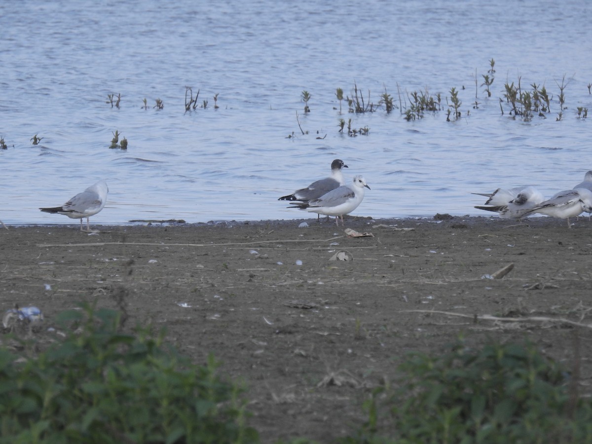 racek vnitrozemský - ML341359451