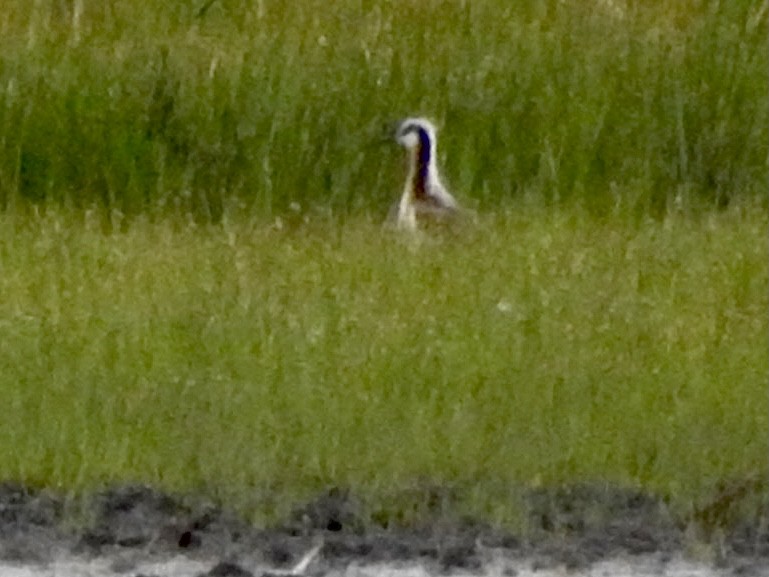 Wilson's Phalarope - ML341359731