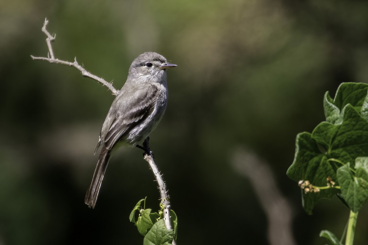 Gray Flycatcher - ML341361101