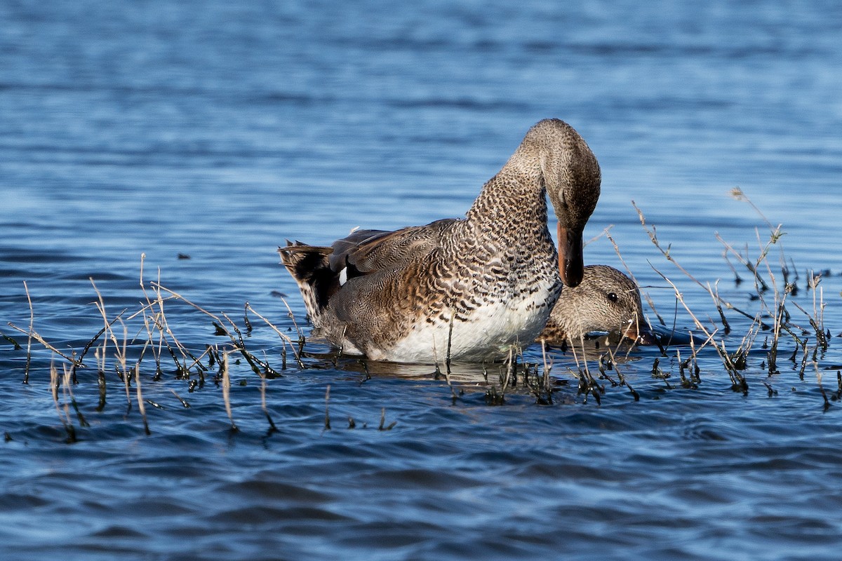 Canard chipeau - ML341362351