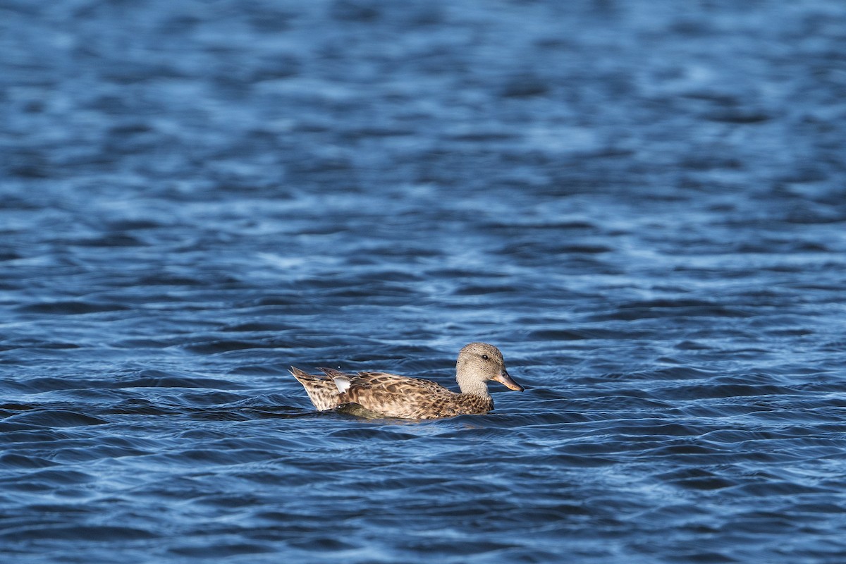 オカヨシガモ - ML341362531