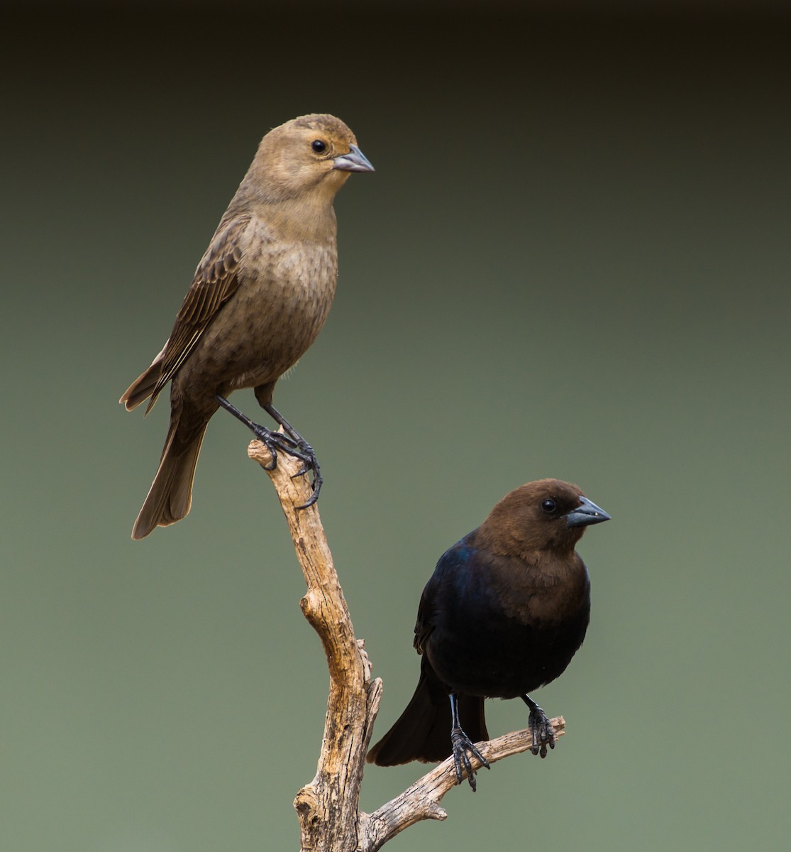 Brown-headed Cowbird - ML341362771