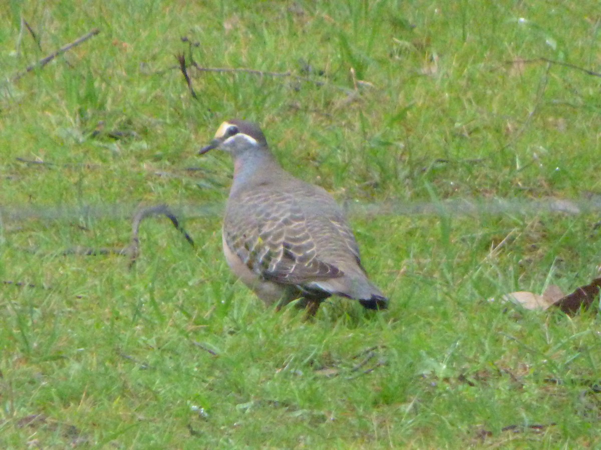 Common Bronzewing - ML341363111